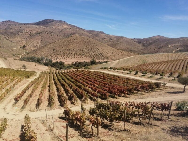 Douro Valley Wine Tour With Traditional Lunch - The Final Tasting and Return Journey