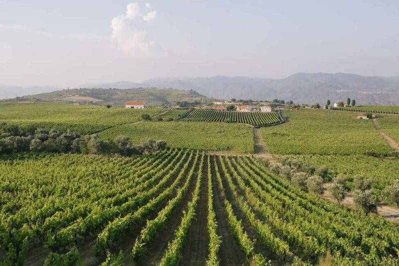 Douro Valley: Winery Tour with Port Wine Tasting and Picnic - Key Points