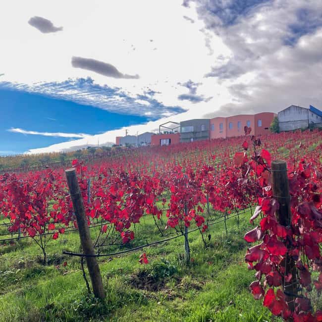 Douro Valley: Winery Tour with Port Wine Tasting and Picnic - Final Thoughts