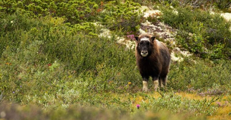 Dovrefjell National Park: Hiking Tour and Musk Ox Safari - An In-Depth Look at the Dovrefjell Musk Ox Safari
