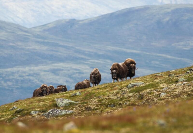 Dovrefjell National Park: Hiking Tour and Musk Ox Safari - Final Thoughts