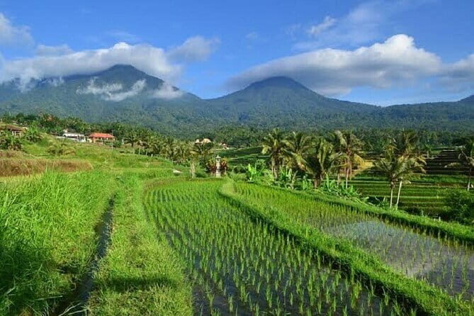 Downhill Cycling Tour through jungle and rice terrace meals - Key Points