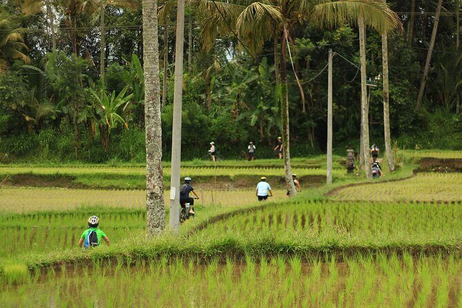 Downhill Cycling Ubud with Volcano,Rice Terraces,Jungle and Meals - The Slight Downsides