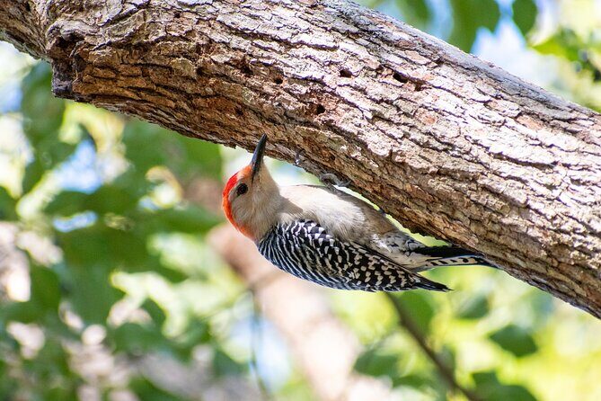 Downtown Charleston Birding Tour - Key Points
