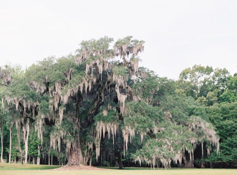 Drayton Hall: Interpreter Guided Tour, Charleston, SC - An In-Depth Look at the Experience