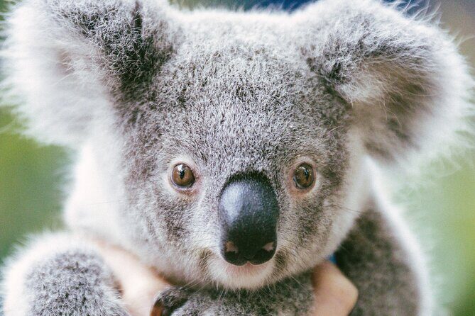 Dreamworld Gold Coast 1-Day Pass Thrills & Wildlife Encounters - FAQ