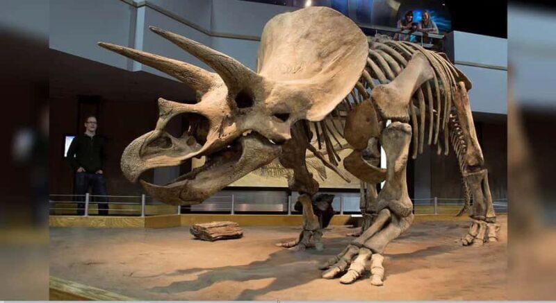 Drumheller Tour: Museum, Hoodoos,Horseshoe Canyon & Lot More - Starting Point and Transportation