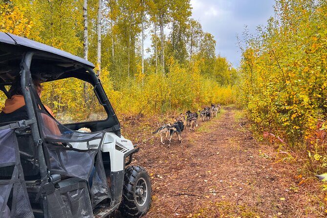 Dryland Dog Sled Tour - Review of the Dryland Dog Sled Tour in Alaska