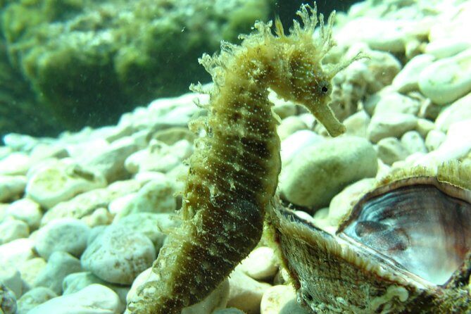 DSD - First time diving course - Key Points