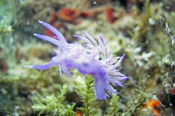 DSD - First time diving course - Who Should Consider This Experience