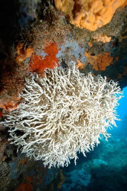 DSD | Guided Scuba Diving Experience in Paros - FAQ