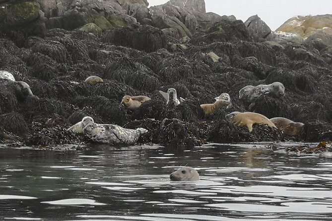 Dublin Bay Seal Kayaking Safari at Dalkey - FAQ