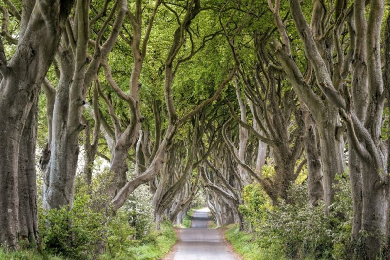 Dublin: Giants Causeway, Dark Hedges, Dunluce & Belfast Tour - Key Points