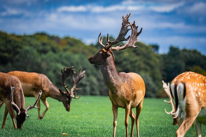 Dublin Zoo Skip-the-line Tickets and Private Transfers - A Closer Look at the Tour Experience