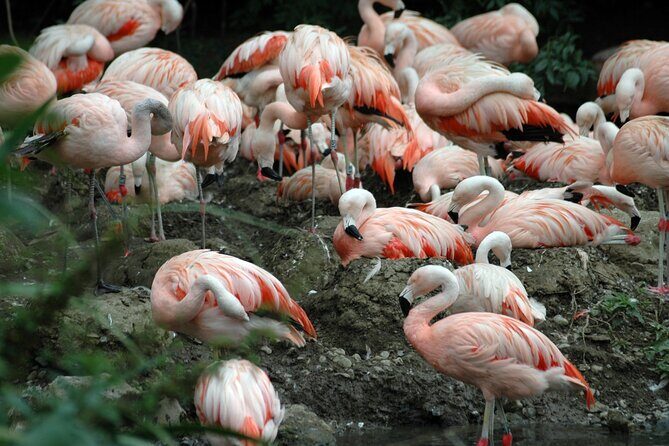 Dublin Zoo Skip-the-line Tickets and Private Transfers - FAQ