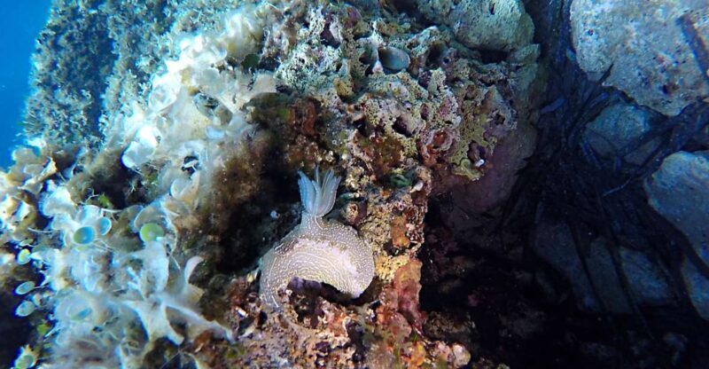 Dubrovnik: 1-Day Discover Scuba Diving Course - What to Expect from the Dubrovnik Discover Scuba Course