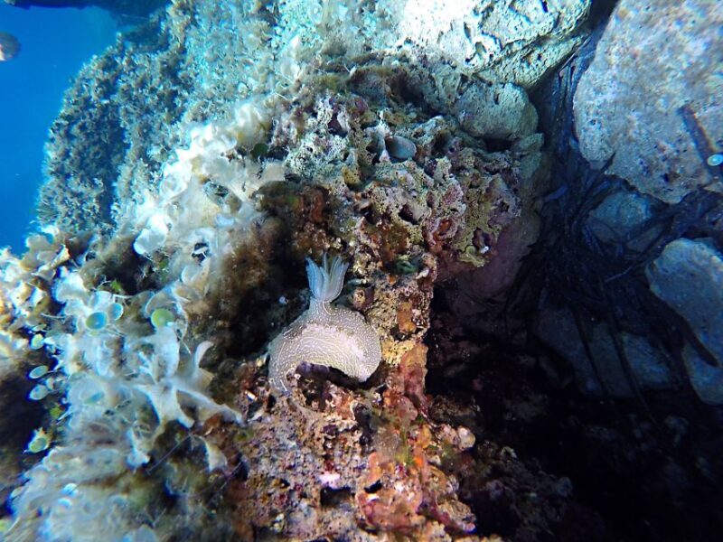 Dubrovnik: 1-Day Discover Scuba Diving Course - Why This Tour Might Be Perfect for You