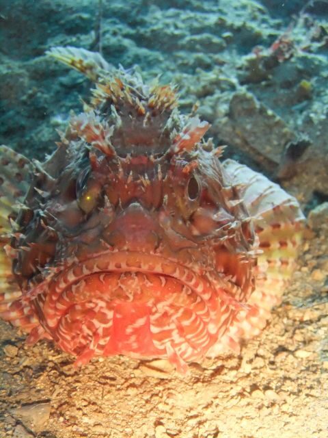 Dubrovnik: 1-Day Diving Package - The Guides and Overall Experience