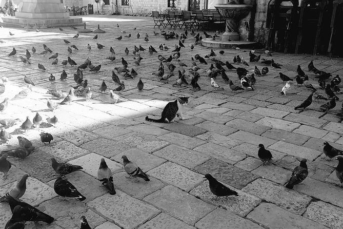 Dubrovnik City Walls Tour - Practical Tips for Your Dubrovnik Walls Tour