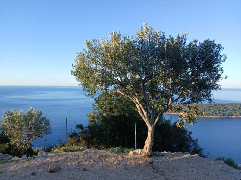 Dubrovnik: Dawn Nature Walk with Historical Twist - A Deep Dive into the Experience