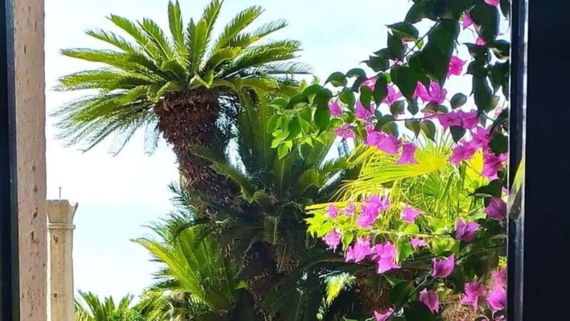 Dubrovnik Views & Trsteno Botanical Garden Experience - FAQs about the Dubrovnik Views & Trsteno Botanical Garden Tour