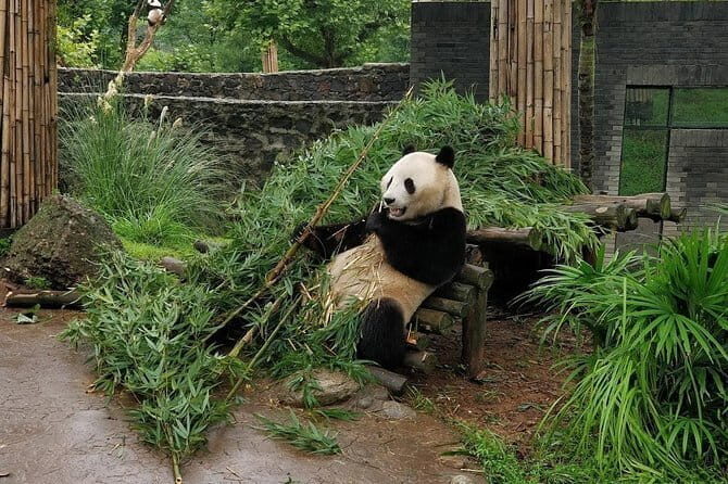 Dujiangyan Panda Base and Mt.Qingcheng one day private tour - Authentic Insights from Reviewers
