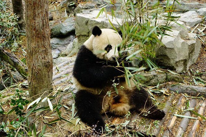 Dujiangyan Panda Base Volunteer Experience Trip - FAQ