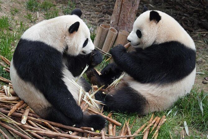 Dujiangyan/Wolong Panda Sanctuary day tour option panda keeper - An In-Depth Look at the Tour Experience