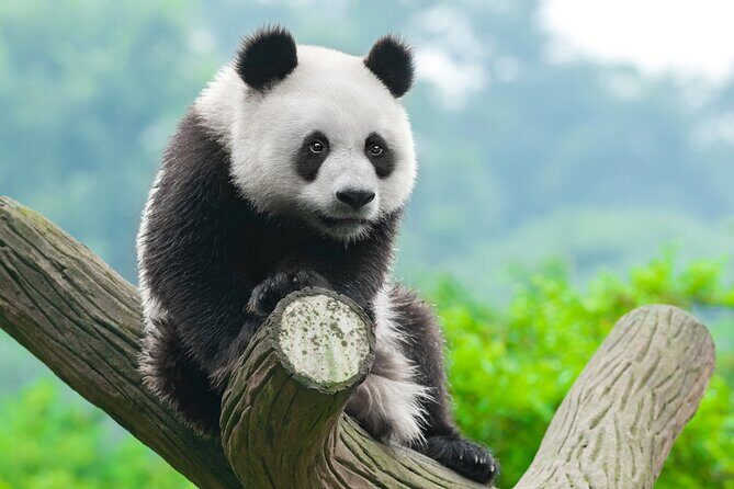Dujiangyan/Wolong Panda Sanctuary day tour option panda keeper - Who Will Love This Tour?