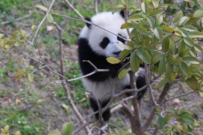 Dujingyan Panda Sanctuary Half day tour option panda volunteer - An Overview of the Tour Experience