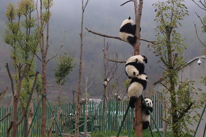 Dujingyan Panda Sanctuary Half day tour option panda volunteer - Transportation and Group Size