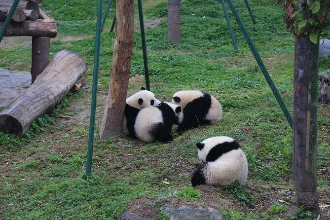 Dujingyan Panda Sanctuary Half day tour option panda volunteer - The Experience of Guides and Authentic Encounters