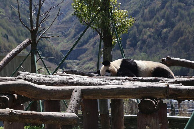 Dujingyan Panda Sanctuary Half day tour option panda volunteer - The Value of This Tour