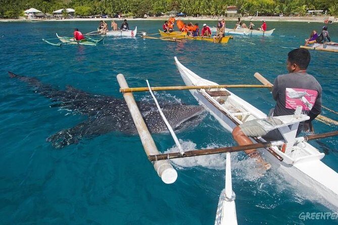 Dumaguete Oslob Whaleshark Tour - What to Expect from the Dumaguete Oslob Whaleshark Tour