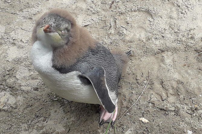 Dunedin City Highlights, Otago Peninsula Scenery & a Guided Penguin Reserve Tour - Who Will Love This Tour?