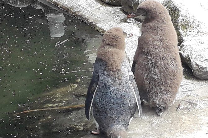 Dunedin City Highlights, Otago Peninsula Scenery & a Guided Penguin Reserve Tour - FAQ