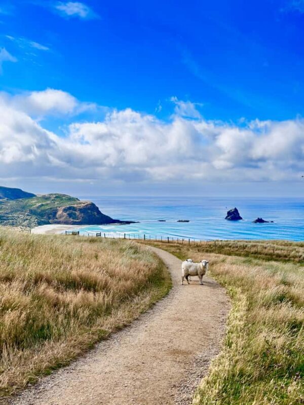 Dunedin City & Otago Peninsula Scenery Day Tour - What’s Not Included & Practical Tips