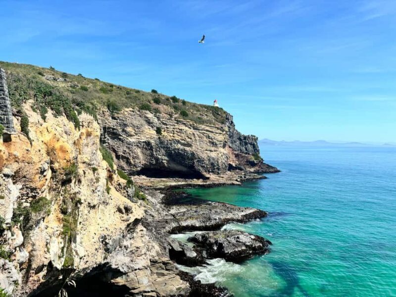 Dunedin City & Otago Peninsula Scenery Day Tour - In The Sum Up: Who Is This Tour Best For?