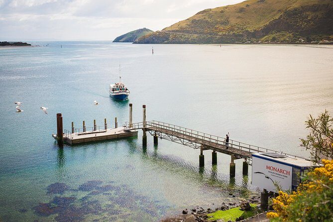 Dunedin City to Sea Wildlife Cruise + Peninsula Bus Tour - Who Will Love This?