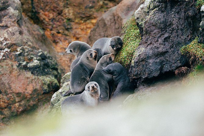 Dunedin City to Sea Wildlife Cruise + Peninsula Bus Tour - Who Should Consider This Tour?