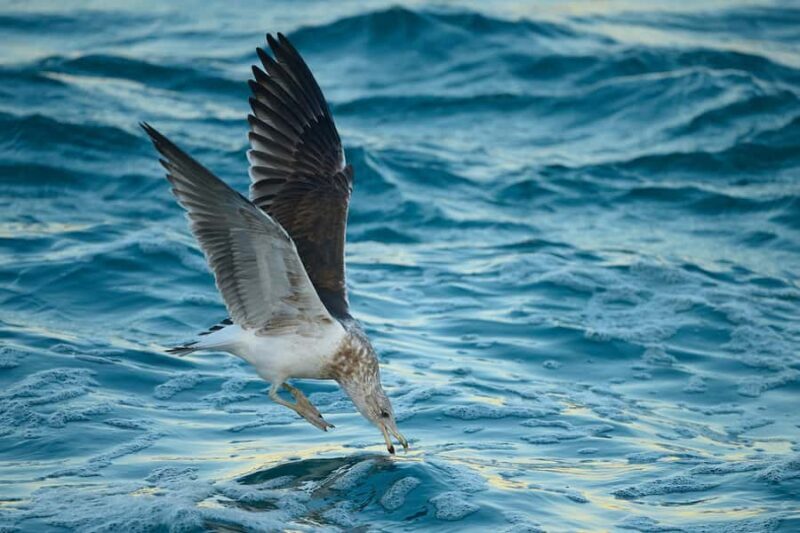 Dunedin: Otago Peninsula Clearwater Wildlife Tour - Who Is This Tour Best For?