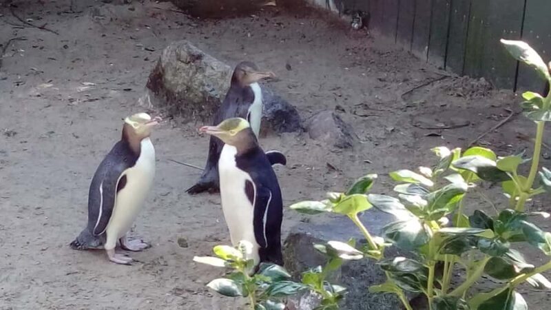 Dunedin: Otago Peninsula with Guided Penguin Reserve Tour - Key Points