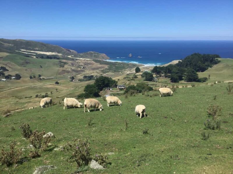 Dunedin: Otago Peninsula with Guided Penguin Reserve Tour - An In-Depth Look at the Dunedin: Otago Peninsula Guided Tour