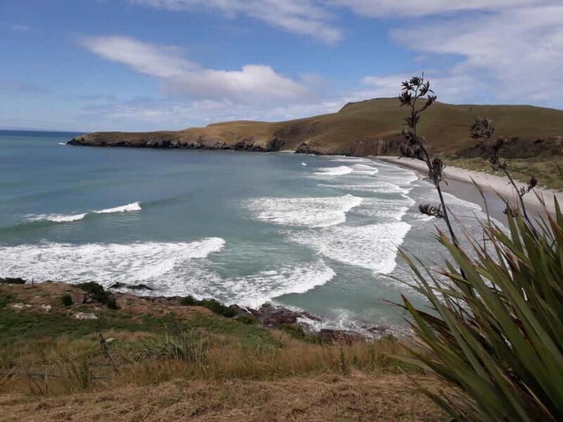Dunedin: Otago Peninsula with Guided Penguin Reserve Tour - FAQs