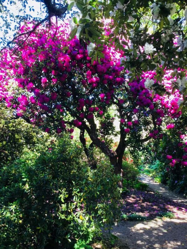 Dunedin: Small Group City Highlights Tour - A Practical Look at the Dunedin Highlights Tour