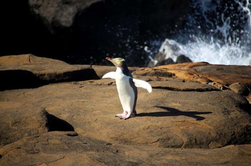 Dunedin to Te Anau via The Catlins & Invercargill 1 Way Tour - The Itinerary: A Deep Dive into the Day