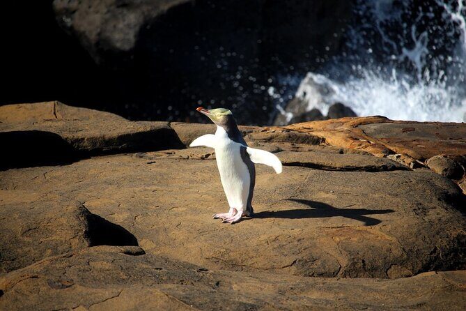 Dunedin to Te Anau via the Catlins One Way Small Group Tour - Final Thoughts: Who Will Love This Tour?