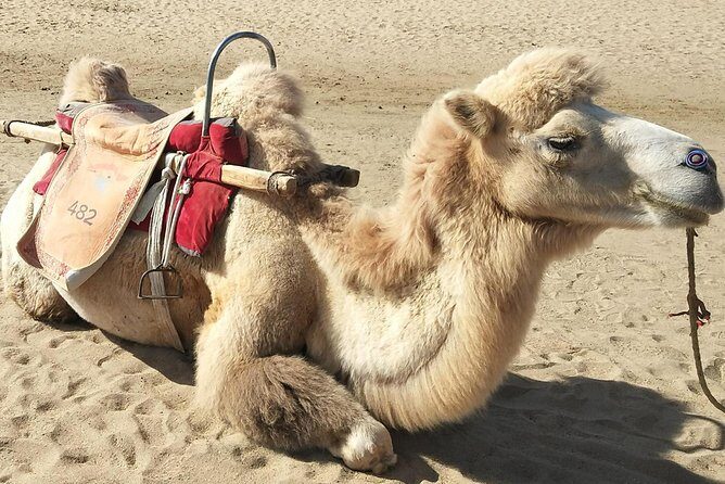 Dunhuang Private Camel Riding in the Gobi Desert - Exploring the Itinerary and What You Can Expect