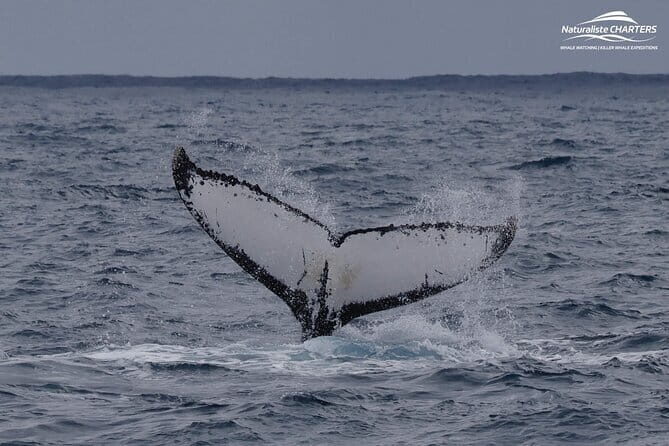 Dunsborough Eco and Snorkel Boat Tour - Final Thoughts: Who Will Appreciate This Tour?