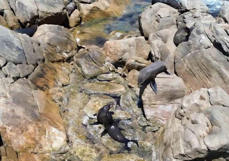 Dunsborough: Geographe Bay Eco & Snorkel Boat Tour - Key Points